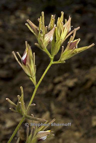 cordylanthus tenuis 1 graphic